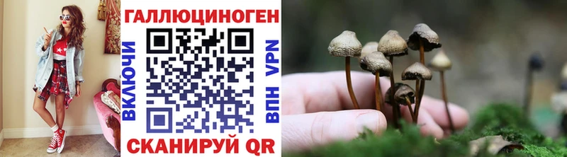 Галлюциногенные грибы Psilocybine cubensis  Купить закладки  Элиста 